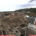 13_45-nest.jpg