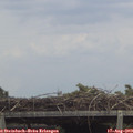 13_50-mast.jpg