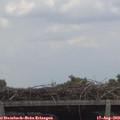 13_55-mast.jpg