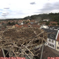 13_55-nest.jpg