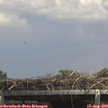 14_40-mast.jpg