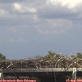 14_50-mast.jpg