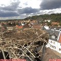 14_50-nest.jpg