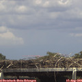 14_55-mast.jpg