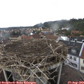 15_15-nest.jpg