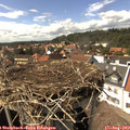 15_30-nest.jpg