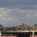 15_35-mast.jpg