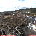 15_50-nest.jpg