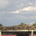 15_55-mast.jpg
