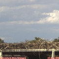 16_00-mast.jpg