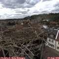 16_05-nest.jpg