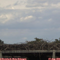 16_30-mast.jpg