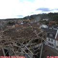 16_35-nest.jpg