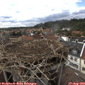 16_50-nest.jpg
