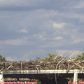 16_55-mast.jpg