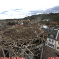 17_00-nest.jpg
