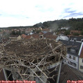 17_15-nest.jpg
