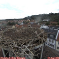 17_20-nest.jpg