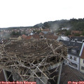 17_30-nest.jpg