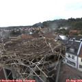 17_35-nest.jpg