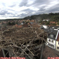 17_40-nest.jpg
