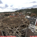 17_45-nest.jpg