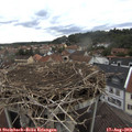 17_50-nest.jpg