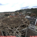 17_55-nest.jpg