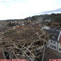 18_00-nest.jpg