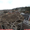 18_25-nest.jpg