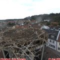 18_30-nest.jpg