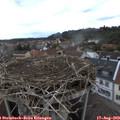 18_50-nest.jpg