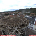 18_55-nest.jpg
