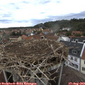 19_25-nest.jpg