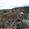 19_30-nest.jpg