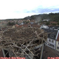 19_40-nest.jpg