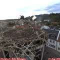 19_45-nest.jpg