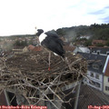 19_50-nest.jpg