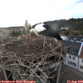 19_55-nest.jpg