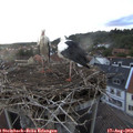 20_00-nest.jpg
