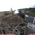 20_10-nest.jpg