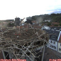 20_15-nest.jpg