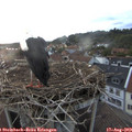 20_20-nest.jpg