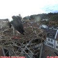 20_25-nest.jpg