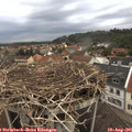 06_55-nest.jpg