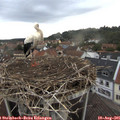 07_25-nest.jpg