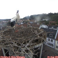 07_30-nest.jpg