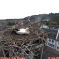 07_35-nest.jpg