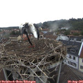 07_40-nest.jpg