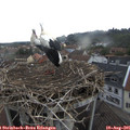 07_45-nest.jpg